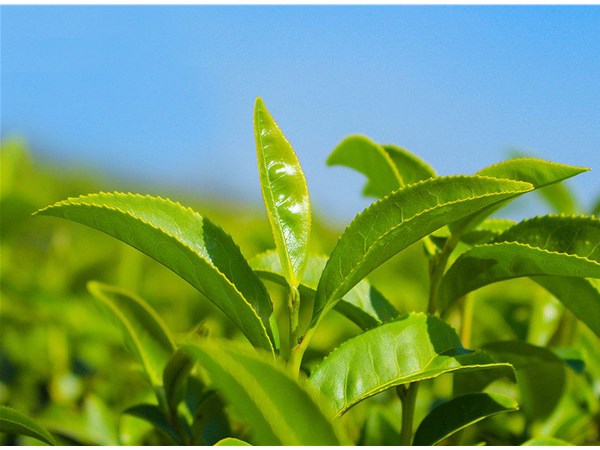 茶葉的采摘技術(shù)，較佳種植時(shí)間？